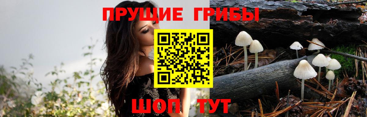 Алексеевка  Псилоцибиновые грибы Cubensis  Вход с VPN 
